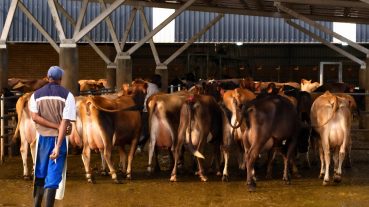 Pinion SA Blogs and Business Insights | Dairy Benchmarking: Strategic Insights and Critical Trends 2024/2025 in South Africa