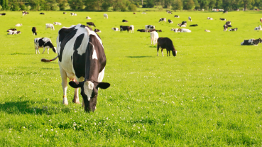 Pinion SA Blogs and Business Insights | Dairy Farming Training: Boost Your Dairy Operations