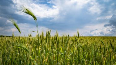 Pinion SA Blogs and Business Insights | Future-Fit Agri Business with Chantell Ilbury – Rules for a better tomorrow